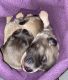 Tibetan Mastiff Puppies for sale in Kissimmee, FL, USA. price: NA