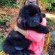 Tibetan Mastiff Puppies for sale in Chicago, IL 60605, USA. price: $700