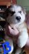 Tibetan Mastiff Puppies for sale in Englewood, CO 80113, USA. price: $300