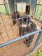 Tibetan Mastiff Puppies for sale in Six Mile, SC 29682, USA. price: NA