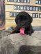 Tibetan Mastiff Puppies for sale in Cheyenne, WY, USA. price: $1,200