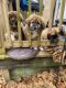 Tibetan Mastiff Puppies