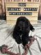 Tibetan Mastiff Puppies for sale in Cheyenne, WY, USA. price: $1,000