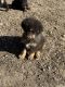 Tibetan Mastiff Puppies for sale in Galva, Illinois. price: $1,000