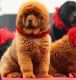 Tibetan Mastiff Puppies for sale in Riverside, CA, USA. price: NA