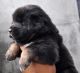 Tibetan Mastiff Puppies for sale in Siliguri, West Bengal 734001, India. price: 18000 INR