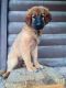 Tibetan Mastiff Puppies for sale in Exmore, Virginia. price: $500