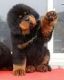 Tibetan Mastiff Puppies for sale in Portland, OR, USA. price: NA