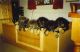 Tibetan Mastiff Puppies for sale in Rialto, CA, USA. price: NA
