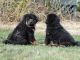 Tibetan Mastiff Puppies for sale in Round Rock, TX, USA. price: NA