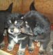 Tibetan Mastiff Puppies for sale in Austin, TX, USA. price: NA
