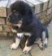 Tibetan Mastiff Puppies for sale in Atlanta, GA, USA. price: $600