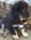 Tibetan Mastiff Puppies for sale in Charlotte, NC, USA. price: $500