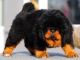 Tibetan Mastiff Puppies for sale in Chattanooga, TN, USA. price: NA