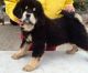 Tibetan Mastiff Puppies for sale in Houston, TX, USA. price: $350