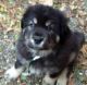 Tibetan Mastiff Puppies for sale in Dallas, TX, USA. price: NA