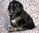 Tibetan Mastiff Puppies for sale in Columbus, OH, USA. price: NA