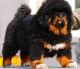 Tibetan Mastiff Puppies for sale in Caddo Mills, TX 75135, USA. price: $1,000