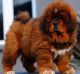 Tibetan Mastiff Puppies for sale in Caddo Mills, TX 75135, USA. price: NA