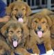 Tibetan Mastiff Puppies for sale in Akron, CO 80720, USA. price: NA