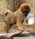 Tibetan Mastiff Puppies for sale in Akron, CO 80720, USA. price: NA
