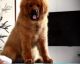 Tibetan Mastiff Puppies for sale in Los Angeles, CA, USA. price: NA