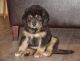 Tibetan Mastiff Puppies for sale in Houston, TX, USA. price: NA