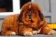 Tibetan Mastiff Puppies for sale in East Los Angeles, CA, USA. price: NA