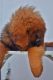 Tibetan Mastiff Puppies for sale in New York, NY 10005, USA. price: NA