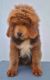 Tibetan Mastiff Puppies for sale in New York, NY 10005, USA. price: NA