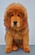 Tibetan Mastiff Puppies for sale in Chicago, IL, USA. price: $2,500