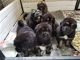 Tibetan Mastiff Puppies for sale in Birmingham, AL, USA. price: NA