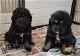 Tibetan Mastiff Puppies for sale in Walnut, CA, USA. price: NA