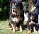 Tibetan Mastiff Puppies for sale in Marietta, GA, USA. price: NA