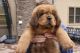 Tibetan Mastiff Puppies for sale in OR-99W, McMinnville, OR 97128, USA. price: NA