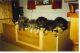 Tibetan Mastiff Puppies for sale in New York, NY, USA. price: NA