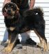 Tibetan Mastiff Puppies for sale in Galva, IL 61434, USA. price: $750