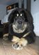Tibetan Mastiff Puppies for sale in Jersey Shore, NJ, USA. price: $500