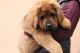 Tibetan Mastiff Puppies for sale in Atlanta, GA, USA. price: NA