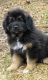 Tibetan Mastiff Puppies for sale in Dallas, TX 75204, USA. price: NA