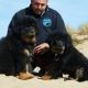 Tibetan Mastiff Puppies for sale in Wilseyville, CA 95257, USA. price: $500