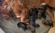 Tibetan Mastiff Puppies for sale in Molalla, OR 97038, USA. price: $3,000