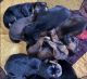 Tibetan Mastiff Puppies for sale in Lawton Dr, Dallas, TX 75217, USA. price: NA