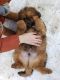 Tibetan Mastiff Puppies for sale in Galva, IL 61434, USA. price: $1,000