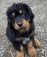 Tibetan Mastiff Puppies for sale in Molalla, OR 97038, USA. price: $2,000