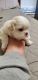 Tibetan Spaniel Puppies for sale in Hicksville, New York. price: $1,000