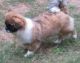 Tibetan Spaniel Puppies for sale in Los Angeles, CA, USA. price: $500