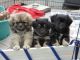 Tibetan Spaniel Puppies for sale in Boston, MA 02114, USA. price: $450