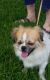 Tibetan Spaniel Puppies for sale in OR-99W, McMinnville, OR 97128, USA. price: $800