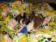 Tibetan Spaniel Puppies for sale in Paso Robles, CA 93446, USA. price: $1,800